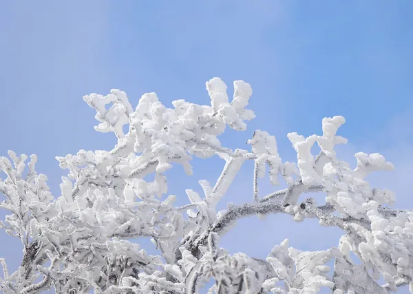 The Best AI Design Agent For Dessert Shop Owner (Powered by Lovart)