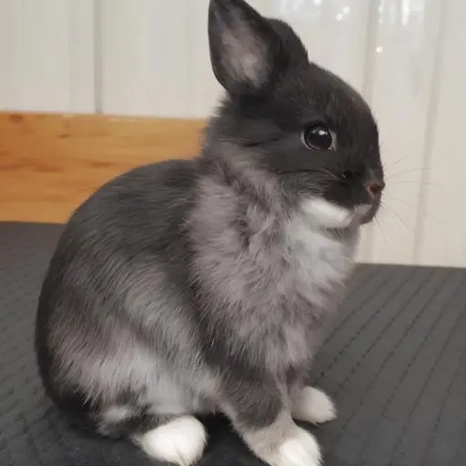 Nl Rabbit 真实感Netherland Dwarf Rabbit Generator -BETA-LoRA-参数风暴-LiblibAI
