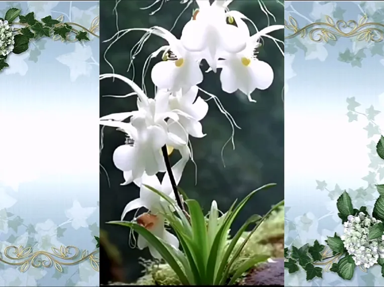 Photography,Realistic,Plant,Aesthetic Gradient,SD 1.5