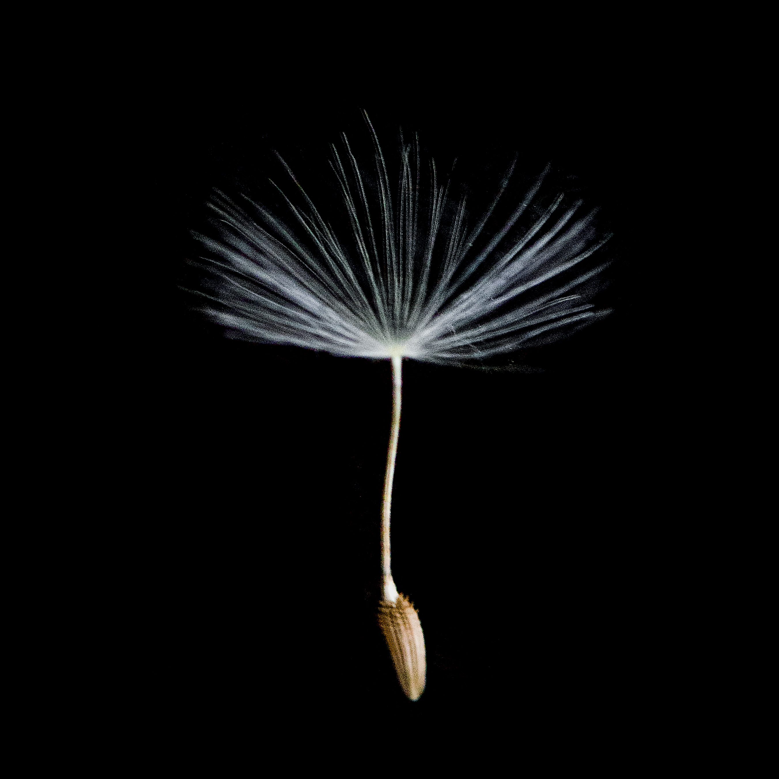 Blend Images 2 | Outdoor Ambiance Dandelion