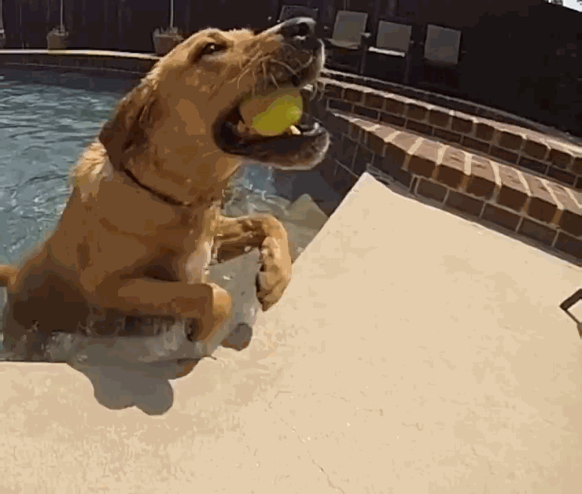 Portrait Photography,Style Boost,Animal,Workflow,