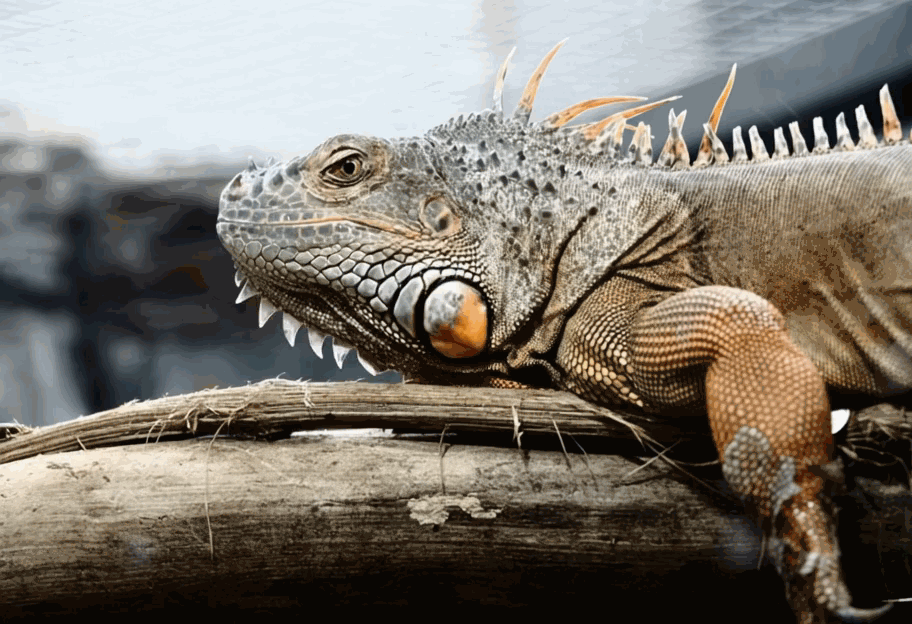 Realistic,Animal Photography,Object Enhance,Workflow,