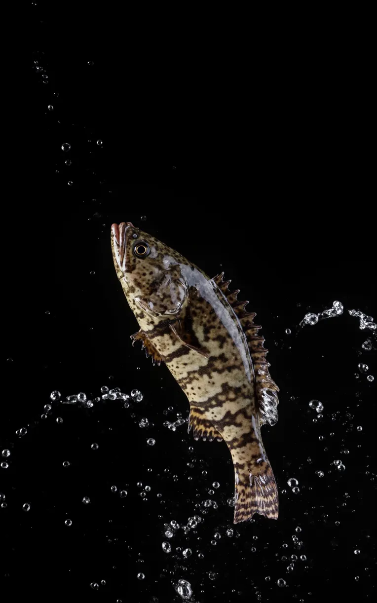 Realistic,Background asset,Object Enhance,Checkpoint,FLUX.1