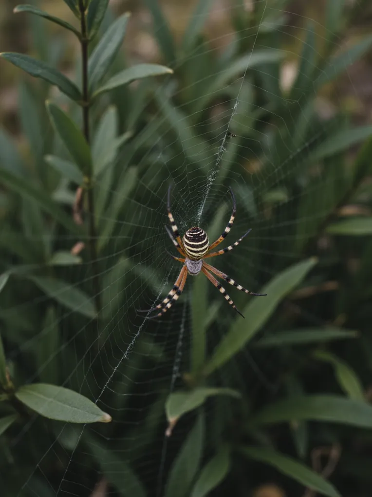 Style Boost,Plant,Nature Photography,LoRA,FLUX.1