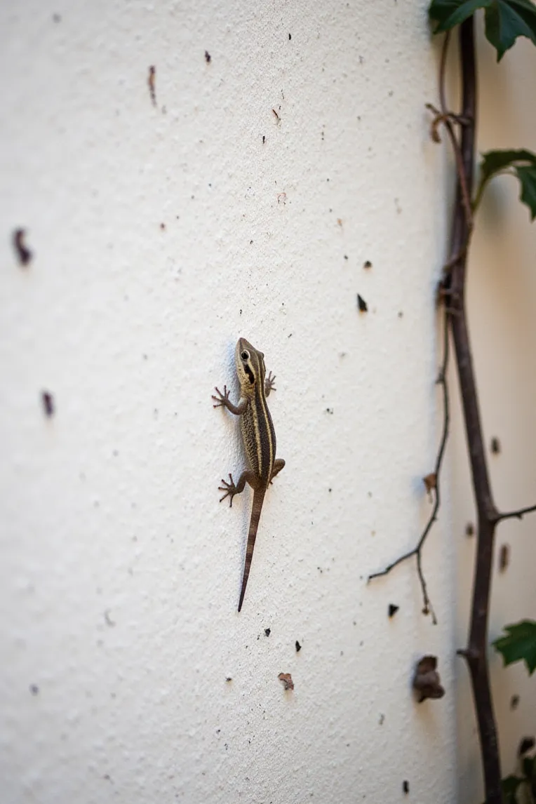 Animal Photography,Style Boost,Animal,LoRA,FLUX.1