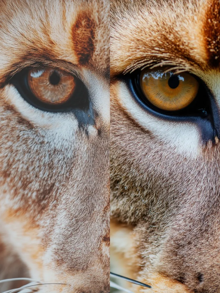 Animal Photography,Object Enhance,Animal,LoRA,FLUX.1