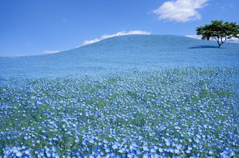 Realistic,Photography,Object Enhance,LoRA,SD 1.5