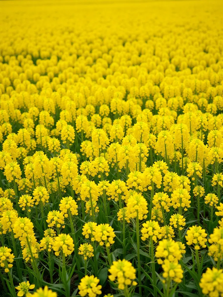 Composition Control,Landscape,Landscape Photography,LoRA,FLUX.1